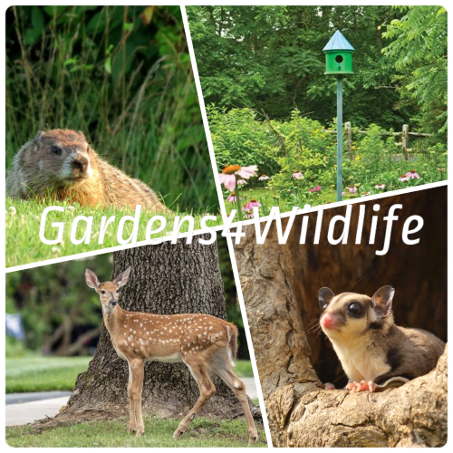 garden animals 2