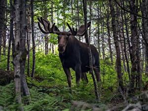 moose